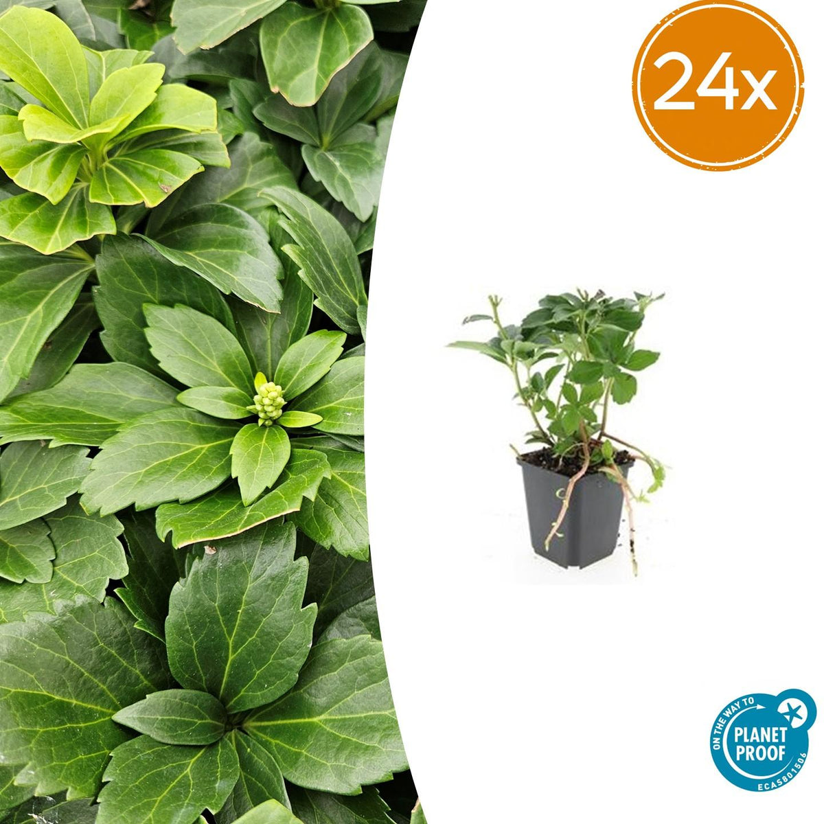Pachysandra en godet - Pachysandra terminalis - H 10-25 cm, pot Ø9 cm - photo 9
