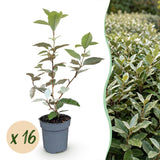 Kit haie Elaeagnus Compacta - H 25-35 cm, pot Ø9 cm