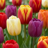Tulipe triomphe en mélange