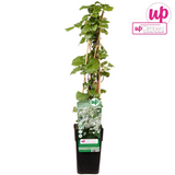Hortensia grimpant - Hydrangea petiolaris - H 65 cm, pot Ø15 cm