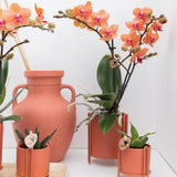 Orchidée Bolzano orange - Phalaenopsis - H 35 cm, pot Ø9 cm