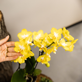 Orchidées Phalaenopsis jaunes Blossom Albenga - lot de 2 en cache-pots Poppy blancs - H 40 cm, pot Ø9 cm