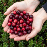 Canneberge Early Black - Vaccinium macrocarpon - 3 plants - H 35 cm, pot Ø9 cm