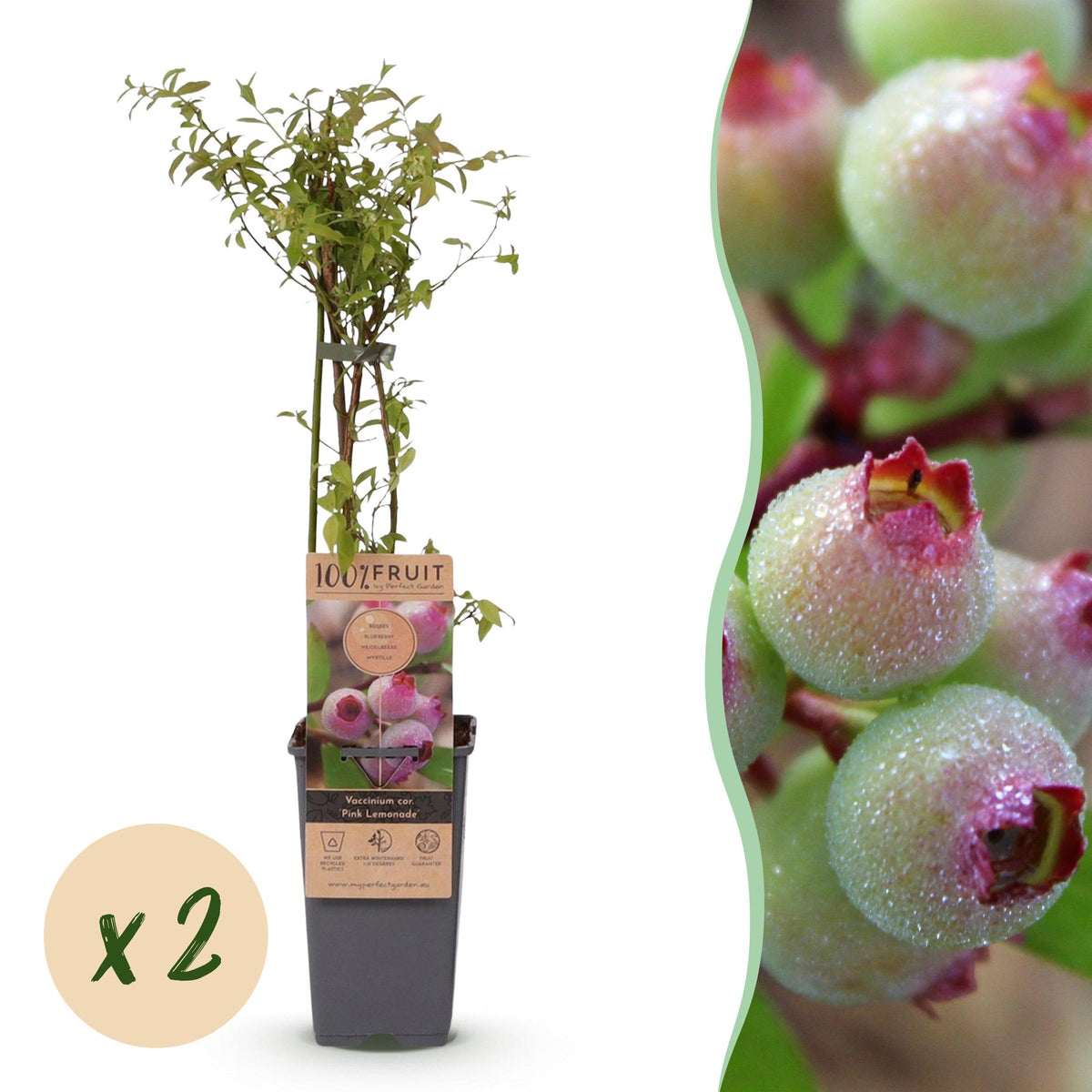 Myrtillier Pink Lemonade - Myrtille rose - H 50 cm, pot Ø15 cm