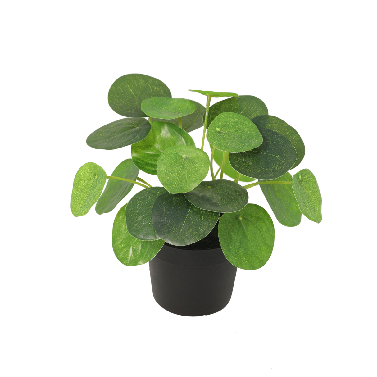 Pilea Peperomioides plante artificielle