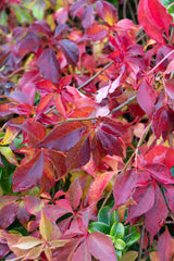 Vigne vierge de Chine - Parthenocissus henryana - H 65 cm, pot Ø15 cm