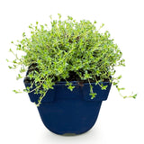 Thym rampant blanc Albiflorus - Thymus praecox - H 15-25 cm, pot Ø11 cm - photo 2