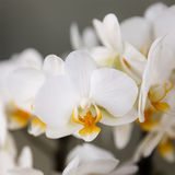 Orchidée Phalaenopsis blanche Blossom Lausanne avec cache-pot Diabolo vert à réserve d'eau - H 45 cm, pot Ø9 cm
