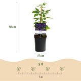 Clématite Polish Spirit - Clematis viticella violet pourpre - H 35 cm, pot Ø9 cm - photo 3