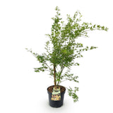 Érable du Japon Metamorphosa - H 90 cm, pot Ø26 cm