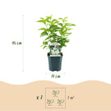 Green boutiQ - Planta de Jardim - Syringa vulgaris Mme Lemoine - Lilás Comum - Resistente ao Inverno - Branco - 1 Planta - Vaso 17cm - Altura 45cm