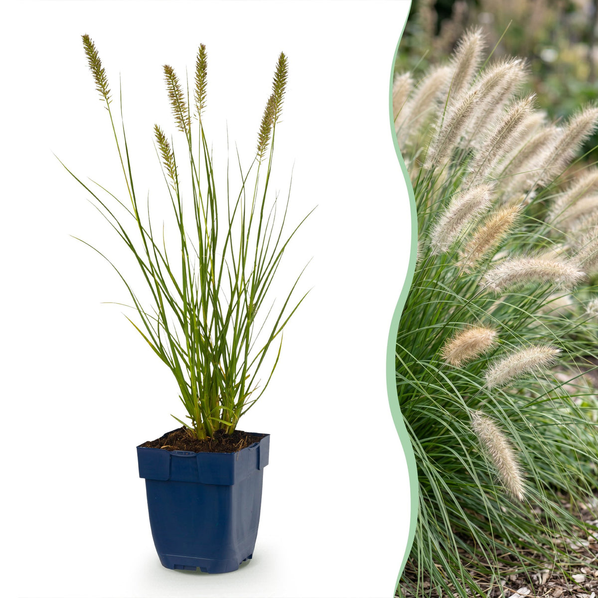Pennisetum Hameln - H 15-25 cm, pot Ø11 cm