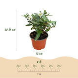 Buddleia Butterfly Candy Little White - H 20-25 cm, pot Ø12 cm