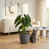 Alocasia Frydek – Oreille d'éléphant veloutée | Pot 19 cm