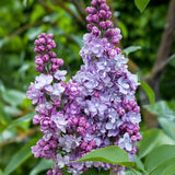 La Green Touch - Planta de Jardim - Syringa vulgaris Michel Buchner - Lilás Comum - Resistente ao Inverno - Rosa - 1 Planta - Vaso 17cm - Altura 45cm