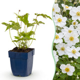 Anémone du Japon Honorine Jobert - H 15-25 cm, pot Ø11 cm
