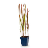 Imperata Red Baron - Herbe sanglante du Japon - H 15-25 cm, pot Ø11 cm