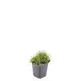 Sagine subulée en godet - Sagina subulata - H 10-25 cm, pot Ø9 cm - photo 3