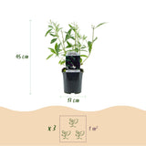 Green boutiQ - Planta de Jardim - Buddleja davidii Black Night - Arbusto das Borboletas - Resistente ao Inverno - Roxo - 3 Plantas - Vaso 17cm - Altura 45cm