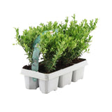 Houx du Japon Jenny en mini-pot - 6 plants - H 15 cm, pot Ø7 cm
