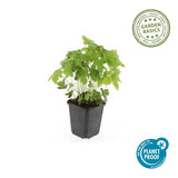 Géranium noueux en godet - Geranium nodosum - H 10-25 cm, pot Ø9 cm - photo 4