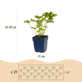 Kit de vivaces à fleurs blanches - 24 plants pour 3 m² - H 25 cm, pot Ø11 cm