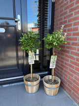 Fusain Harlequin sur tige - Euonymus fortunei - H 90 cm, pot Ø19 cm