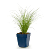 Stipa Ponytails - Cheveux d'ange - H 15-25 cm, pot Ø11 cm - photo 2