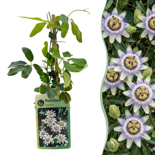Passiflore bleue - Passiflora caerulea - H 35 cm, pot Ø9 cm