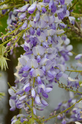 Glycines de Chine Caroline - Wisteria sinensis - 2 plants - H 65 cm, pot Ø15 cm