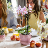 Orchidée Phalaenopsis rose Mineral Antwerpen et 2 succulentes - coffret Horizon rose - pot Ø9 cm