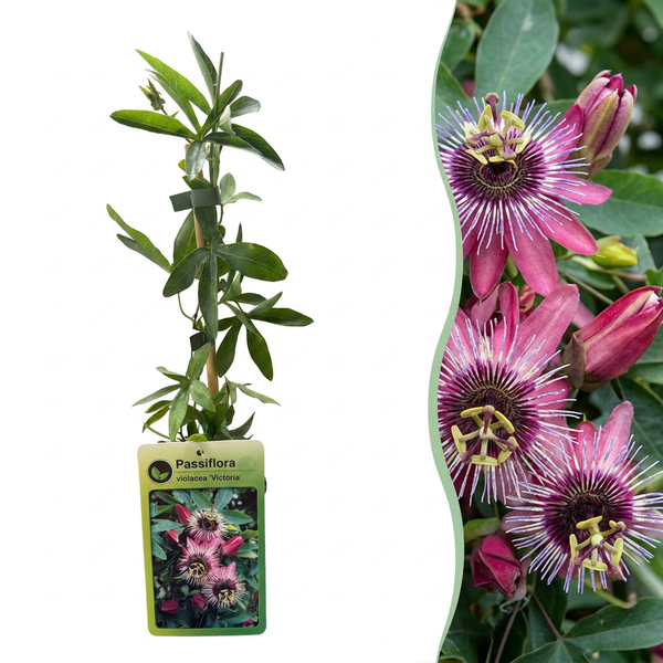 Passiflore Victoria - Passiflora - H 35 cm, pot Ø9 cm