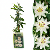 Passiflore Constance Elliott - Passiflora caerulea - H 35 cm, pot Ø9 cm