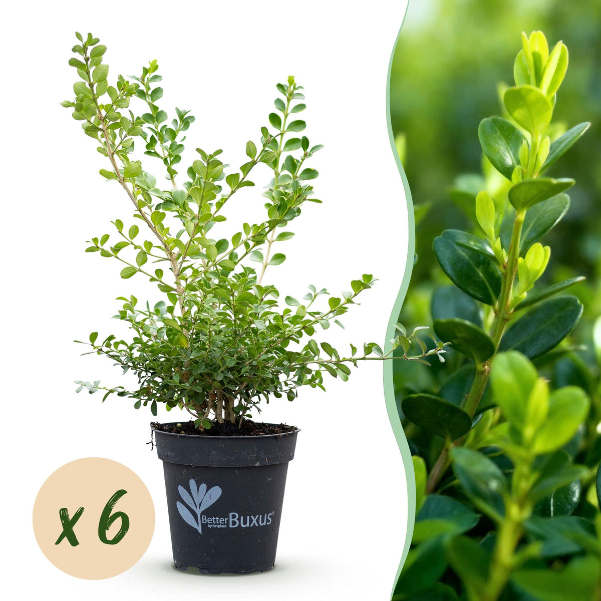 Buis BetterBuxus Babylon Beauty pour haie - 6 plants pour 1 m - H 30-35 cm, pot Ø13 cm