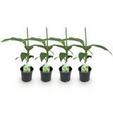 Bananier du Japon - Musa basjoo - 4 plants