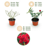 Green boutiQ - Rosa de Jardim - Rosa Rote The Fairy - Rosa - Resistente ao Inverno - Vermelho - 3 Plantas - Vaso 12cm - Altura 20-25cm
