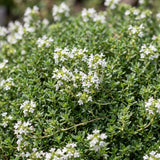 Thym rampant blanc Albiflorus - Thymus praecox - H 15-25 cm, pot Ø11 cm - photo 5