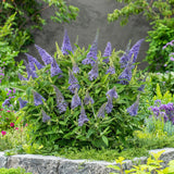 Green boutiQ - Planta de Jardim - Buddleja davidii Butterfly Candy Little Lila - Arbusto das Borboletas - Compacto - Lilás - 1 Planta - Vaso 12cm - Altura 20-25cm