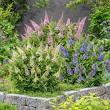 Green boutiQ - Planta de Jardim - Buddleja davidii Butterfly Candy Little Tricolour - Arbusto Borboleta - Compacto - Rosa-Branco-Lilás - 3 Plantas - Vaso 12cm - Altura 20-25cm