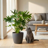 Philodendron Lickety Split | Pot 19 cm