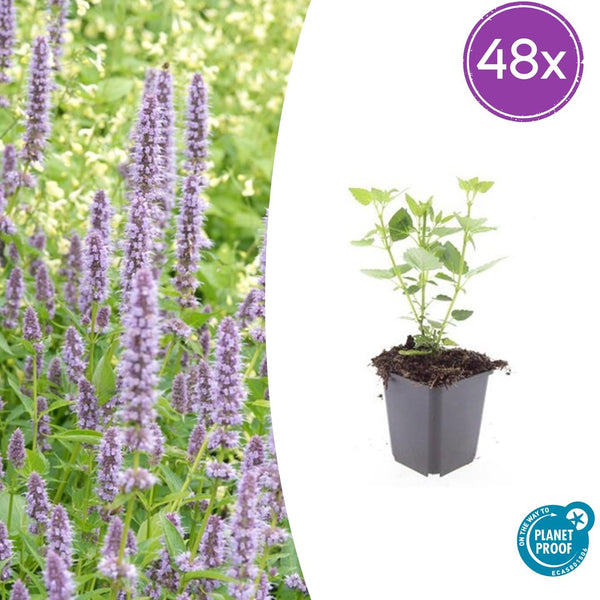 Agastache Blue Fortune en godet - Agastache hybride - H 10-25 cm, pot Ø9 cm