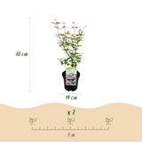 Érables du Japon Phoenix - 2 plants - H 70 cm, pot Ø19 cm