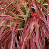 Uncinia Everflame - 4 plants - H 50 cm, pot Ø17 cm