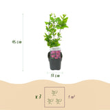 La Green Touch - Planta de Jardim - Hibiscus syriacus Woodbridge - Hibiscus Resistente ao Frio - Rosa - 3 Plantas - Vaso 17cm - Altura 45cm