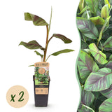 Bananier Ever Red - Musa - 2 plants - H 50 cm, pot Ø15 cm
