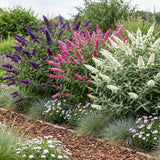 Green boutiQ - Planta de Jardim - Buddleja davidii Tricolour - Arbusto-das-borboletas - Resistente ao Inverno - Azul - Rosa - Branco - 3 Plantas - Vaso 17cm - Altura 45cm