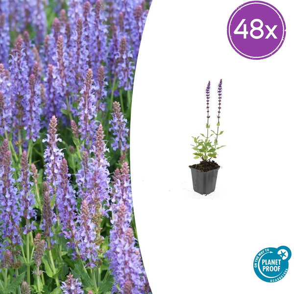 Sauge des bois Caradonna en godet - Salvia nemorosa - H 10-25 cm, pot Ø9 cm