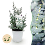 Eucalyptus gunnii - 2 plants - H 40 cm, pot Ø17 cm