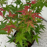 Érables du Japon Phoenix - 2 plants - H 70 cm, pot Ø19 cm