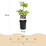 Clématite Hagley Hybrid - Clématite rose nacré - H 35 cm, pot Ø9 cm - photo 3